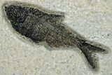 Multiple Fossil Fish (Mioplosus & Diplomystus) Plate - Wyoming #233902-2